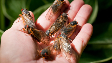 Man holding Brood X cicadas, May 2021 - Virginia USA