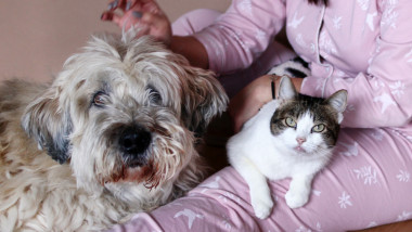 femeie cu caine si pisica