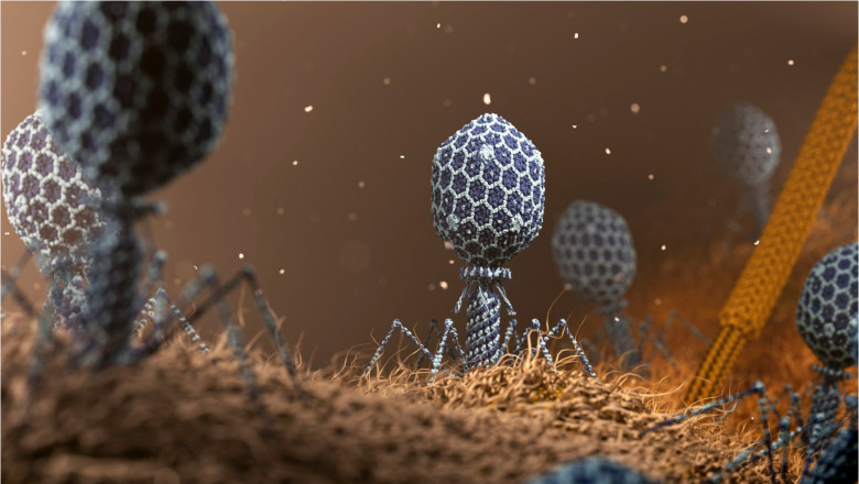 Ilustrație cu virusuri bacteriofagi care atacă o bacterie