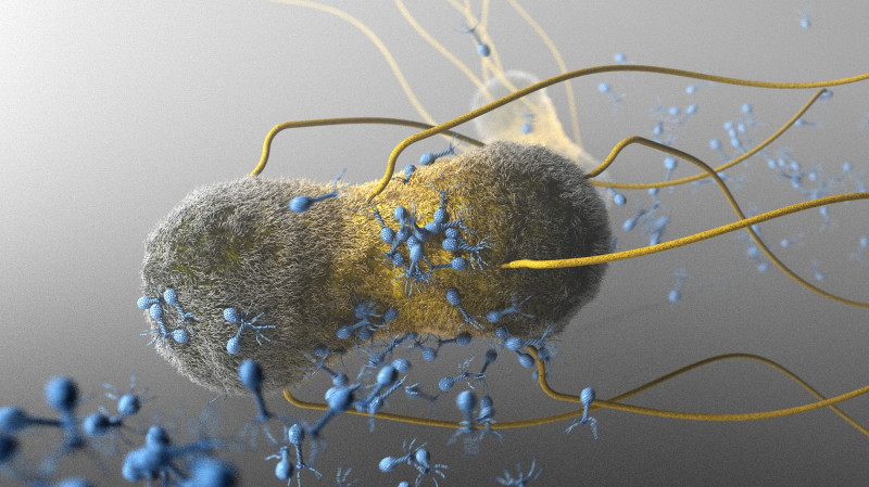 T4 phage, illustration