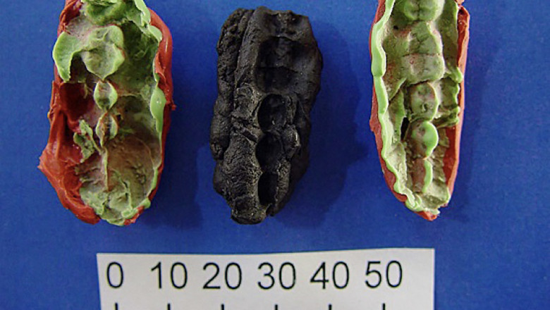 exponate de gumă de mestecat a oamenilor preistorici