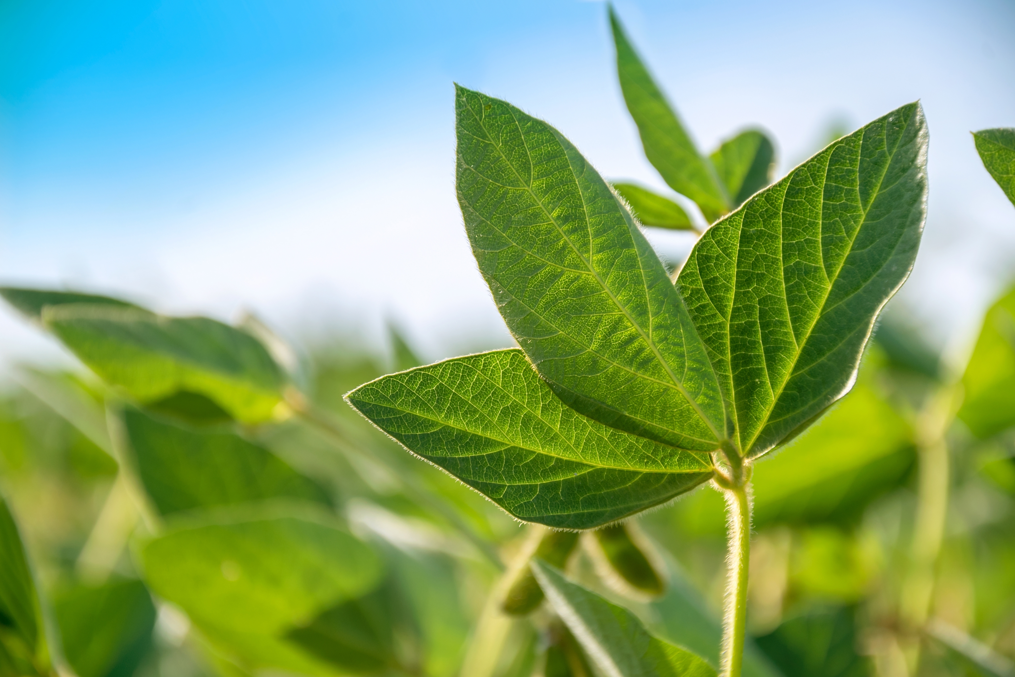 Cercetătorii au descoperit că plantele „vorbesc” și au dezvăluit și modul inedit prin care o fac: „Se avertizează reciproc”