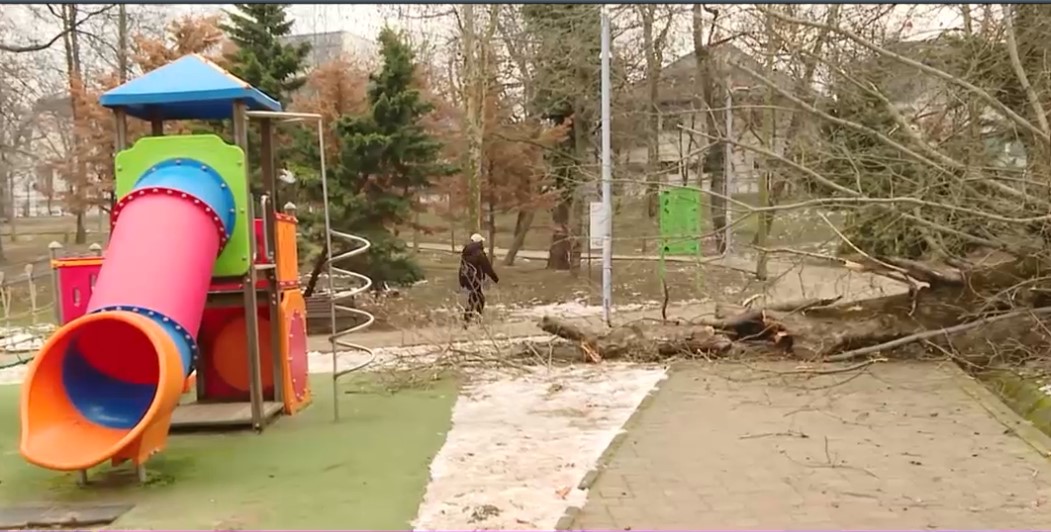 Copac prăbușit pe un teren de joacă din București. Nicușor Dan: „Se mai întâmplă”