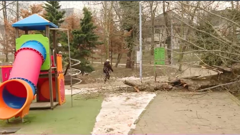Un copac putred s-a prăbușit lângă un teren de joacă din Parcul Bordei din Capitală.
