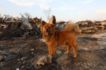 Forest fires affect central-southern Chile