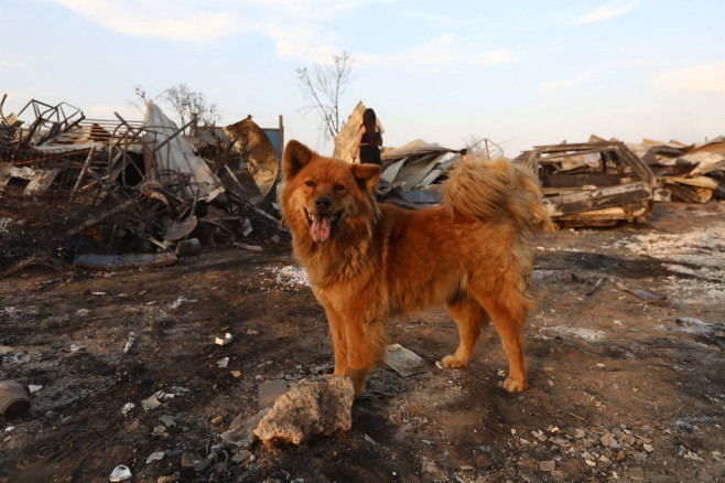 Forest fires affect central-southern Chile