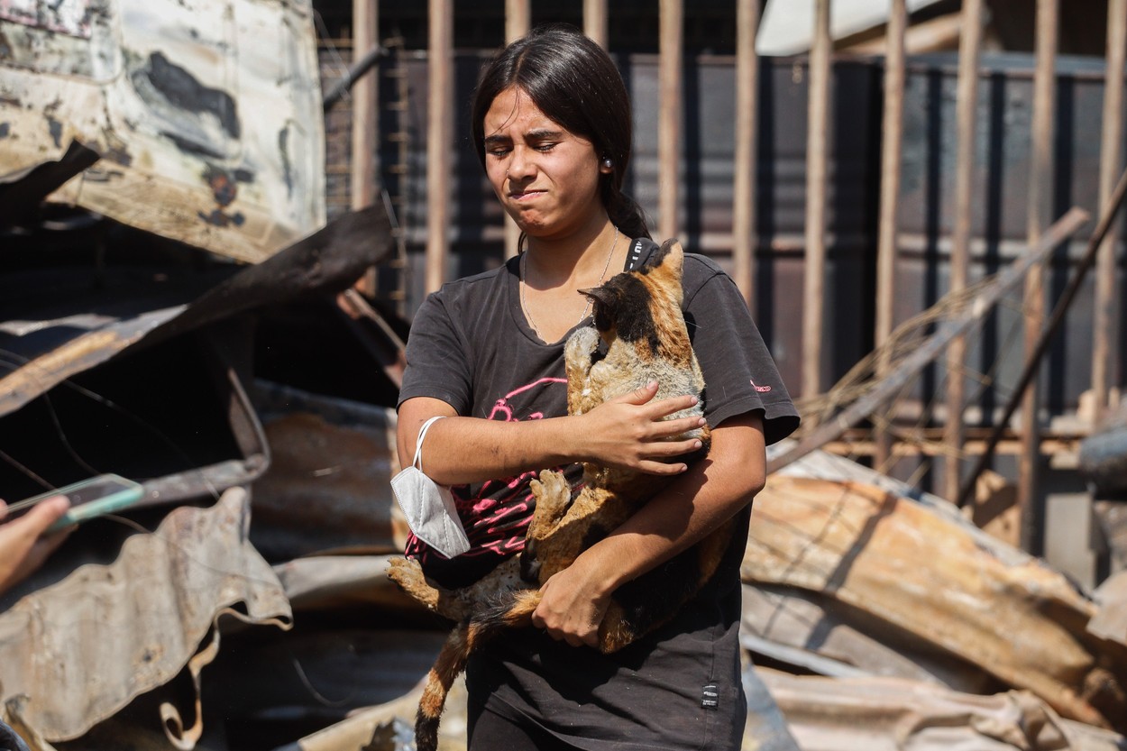 În Chile, câini și pisici rătăcesc printre ruine. Oamenii își caută animalele de companie, după incendiile devastatoare 