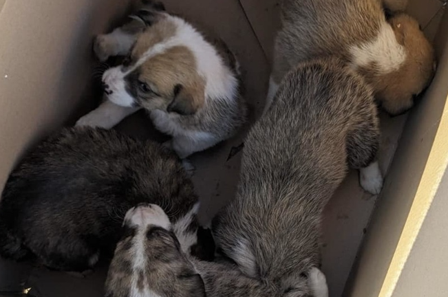 Şapte căţei, salvaţi de sub un container, pe un şantier din Sectorul 6. Mama lor nu reuşea să mai ajungă la ei pentru a-i hrăni