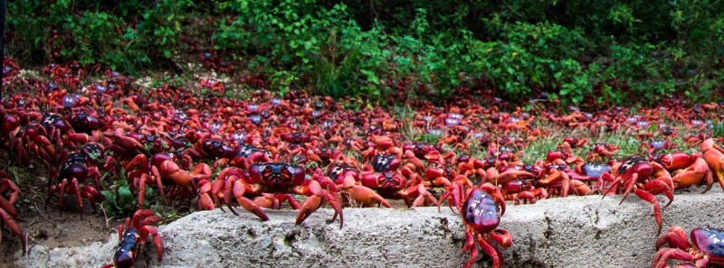 CRAB MIGRATION