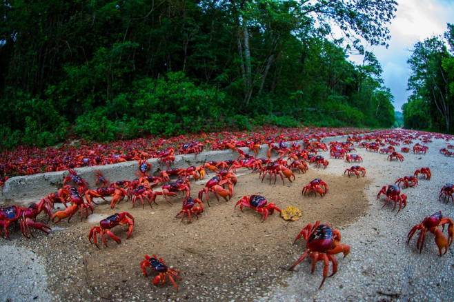 CRAB MIGRATION