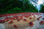 CRAB MIGRATION