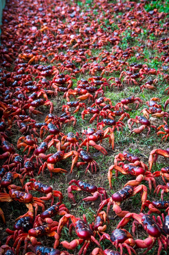 CRAB MIGRATION