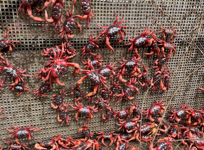 RED CRAB MIGRATION