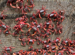 RED CRAB MIGRATION