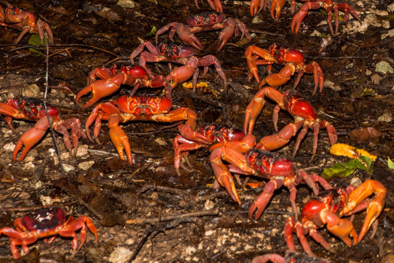 CRAB MIGRATION