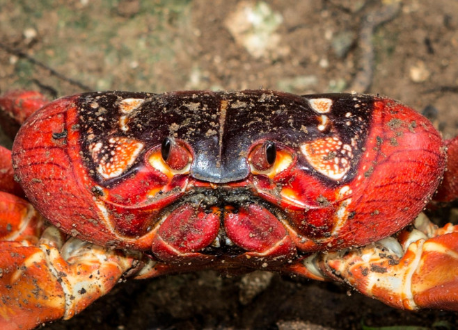 CRAB MIGRATION