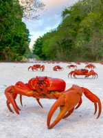 CRAB-OBSESSED PHOTOGRAPHER AND WIFE CREATE SAFE WAY OF TRAVELLING DURING SPECTACULAR ANNUAL MIGRATION - FITTING SHOES TO THE FRONT OF THEIR CAR