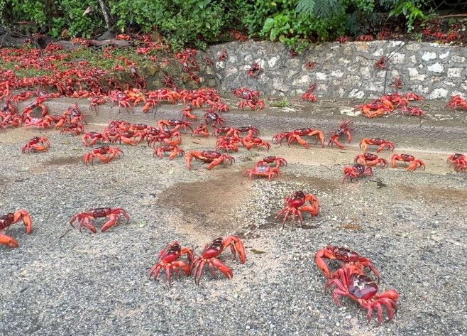 RED CRAB MIGRATION