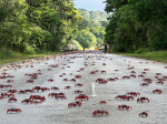 RED CRAB MIGRATION