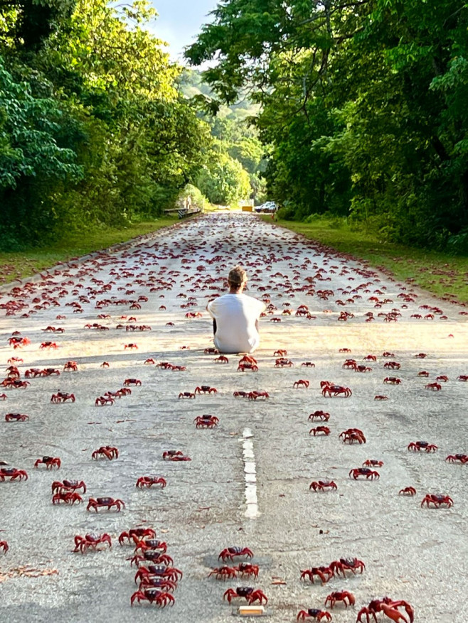 RED CRAB MIGRATION