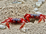 RED CRAB MIGRATION