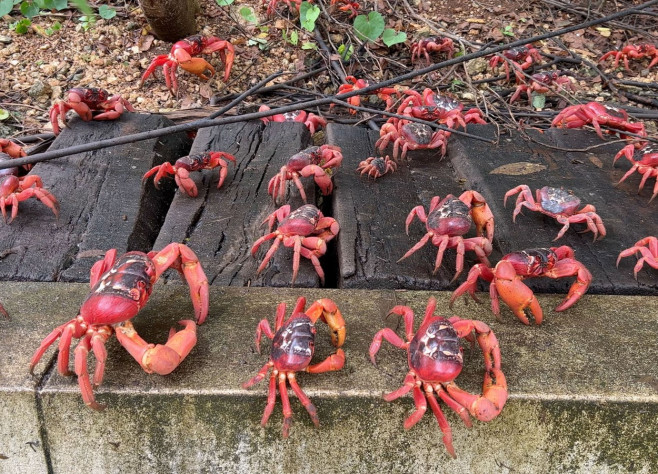 RED CRAB MIGRATION