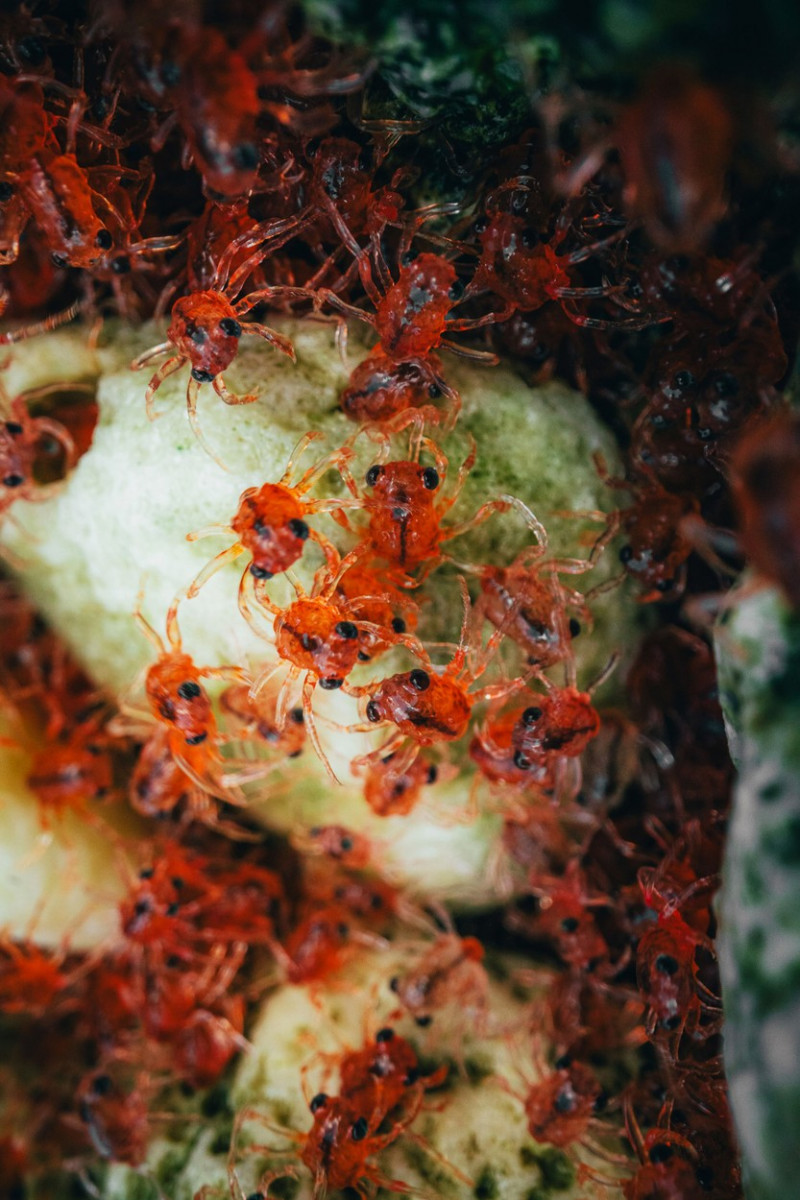 MILLIONS OF RED CRAB MIGRATION, ROADS CLOSED