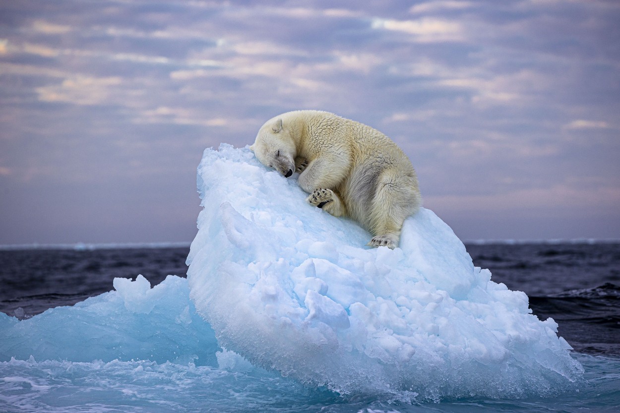 Imaginea cu un urs polar care doarme pe un aisberg, desemnată fotografia de natură sălbatică a anului. Un român, printre finaliști