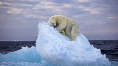 Urs polar dormind pe aisberg