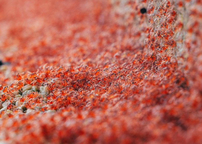 MILLIONS OF RED CRAB MIGRATION, ROADS CLOSED