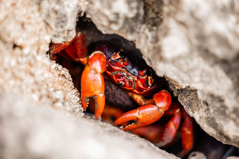 MILLIONS OF RED CRAB MIGRATION, ROADS CLOSED