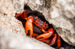 MILLIONS OF RED CRAB MIGRATION, ROADS CLOSED