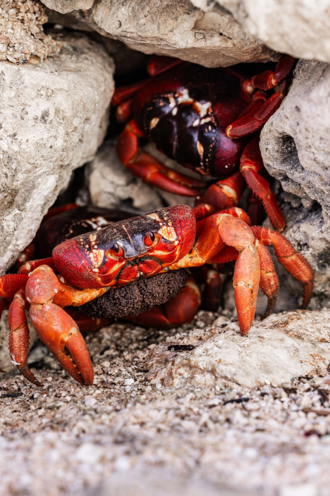 MILLIONS OF RED CRAB MIGRATION, ROADS CLOSED