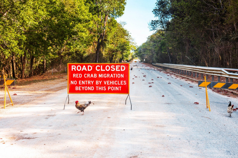 MILLIONS OF RED CRAB MIGRATION, ROADS CLOSED