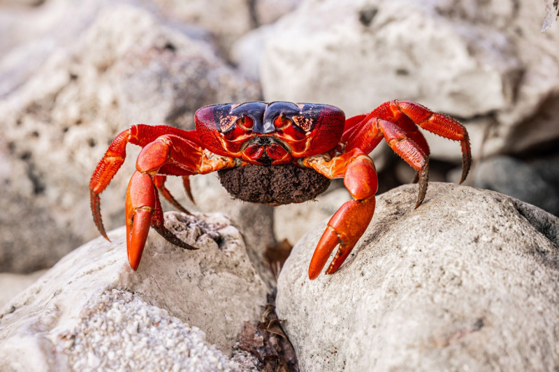 MILLIONS OF RED CRAB MIGRATION, ROADS CLOSED