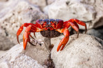 MILLIONS OF RED CRAB MIGRATION, ROADS CLOSED