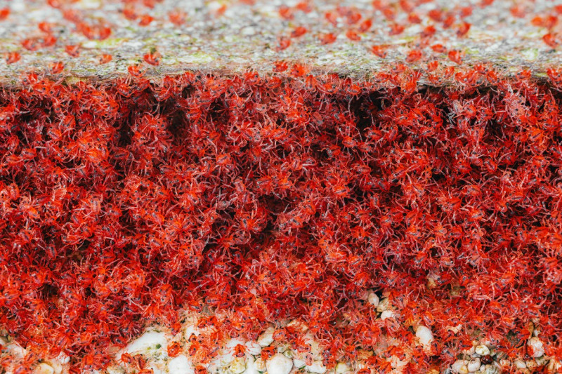 MILLIONS OF RED CRAB MIGRATION, ROADS CLOSED