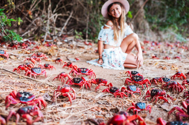 MILLIONS OF RED CRAB MIGRATION, ROADS CLOSED