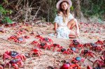 MILLIONS OF RED CRAB MIGRATION, ROADS CLOSED