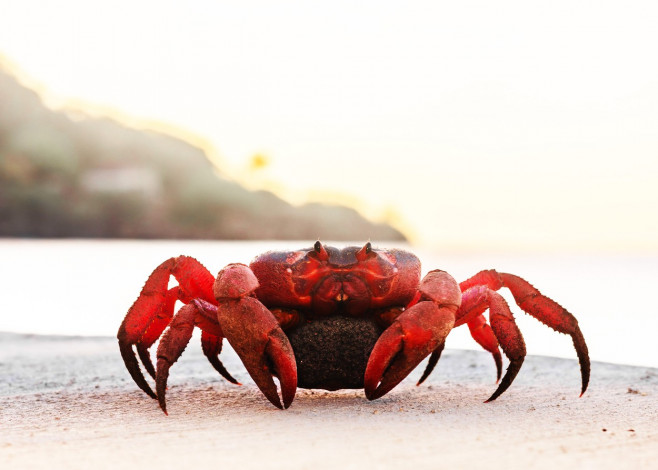 MILLIONS OF RED CRAB MIGRATION, ROADS CLOSED