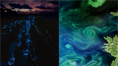 fitoplancton bioluminescent / fitoplancton în Golful Finlandei văzut din spațiu