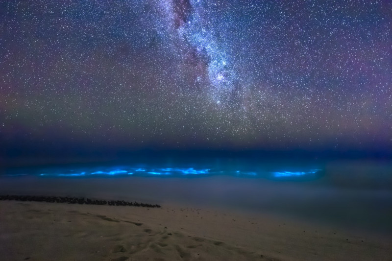 fitoplancton-bioluminescent-stele
