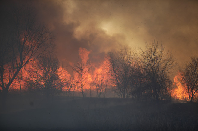 Incendiu de vegetație în Delta Văcărești din București (7)