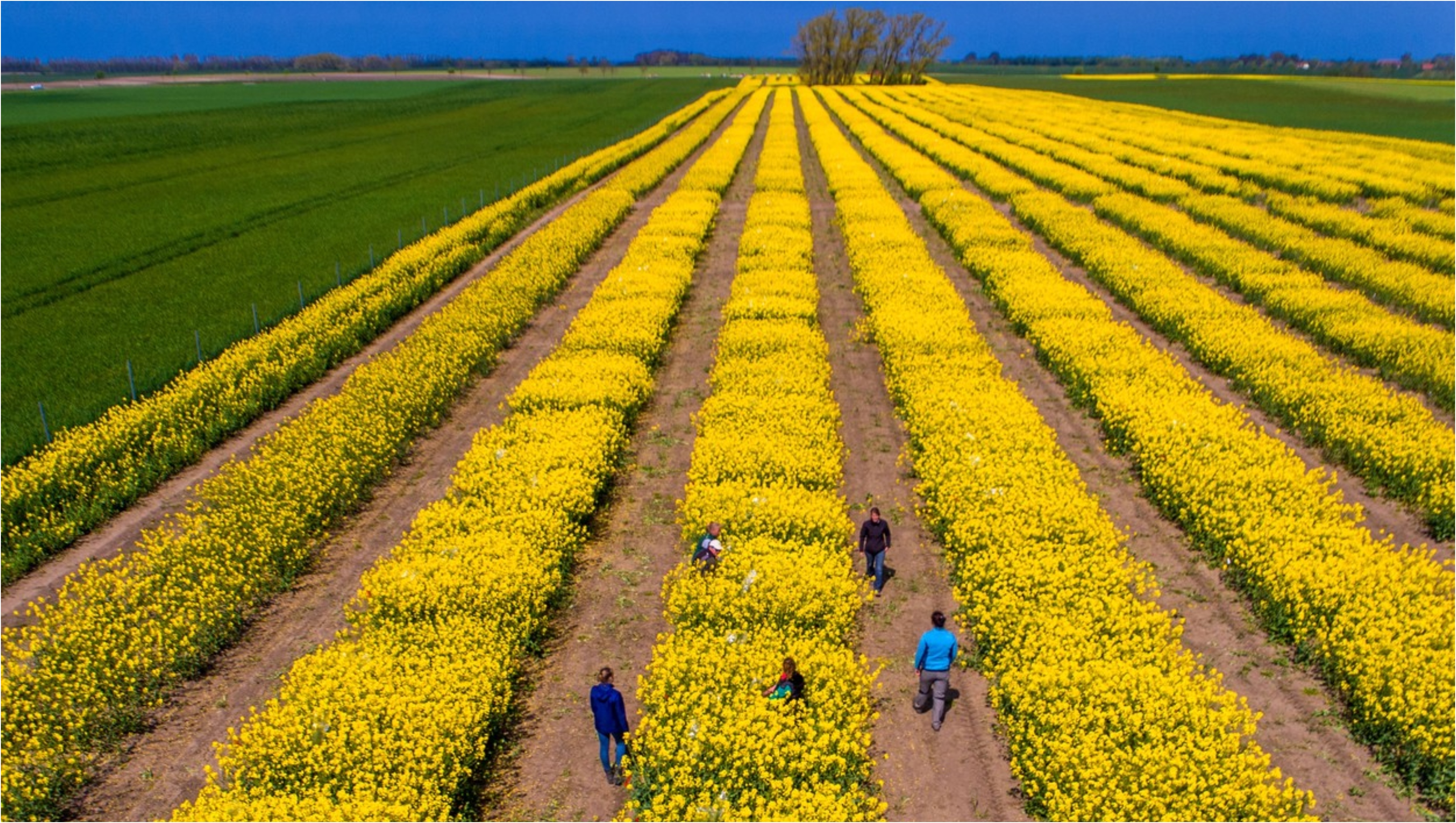 Lupta pentru viitoarele „superculturi” ale Europei. Marile corporații vor să domine piața agricolă cu noile soiuri modificate genetic