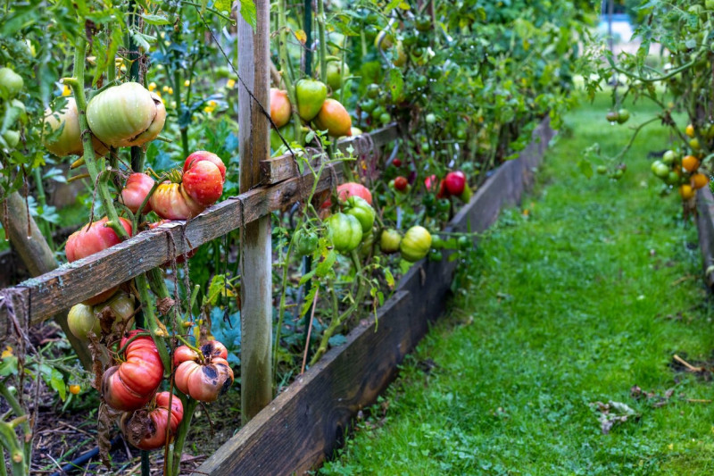 Hamm, Germany. 16th Aug, 2023. Meter-long beds in the garden, with over 100 different types of tomatoes growing on them. A visit to Birgit Arndt, who jokingly calls herself a tomato witch. She sees herself primarily as a seed saver - and is thus part of a