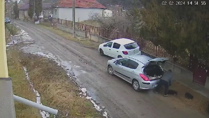 VIDEO Bărbat filmat când abandonează trei cățeluși, într-o comună din Cluj. Polițiștii încearcă să-l găsească
