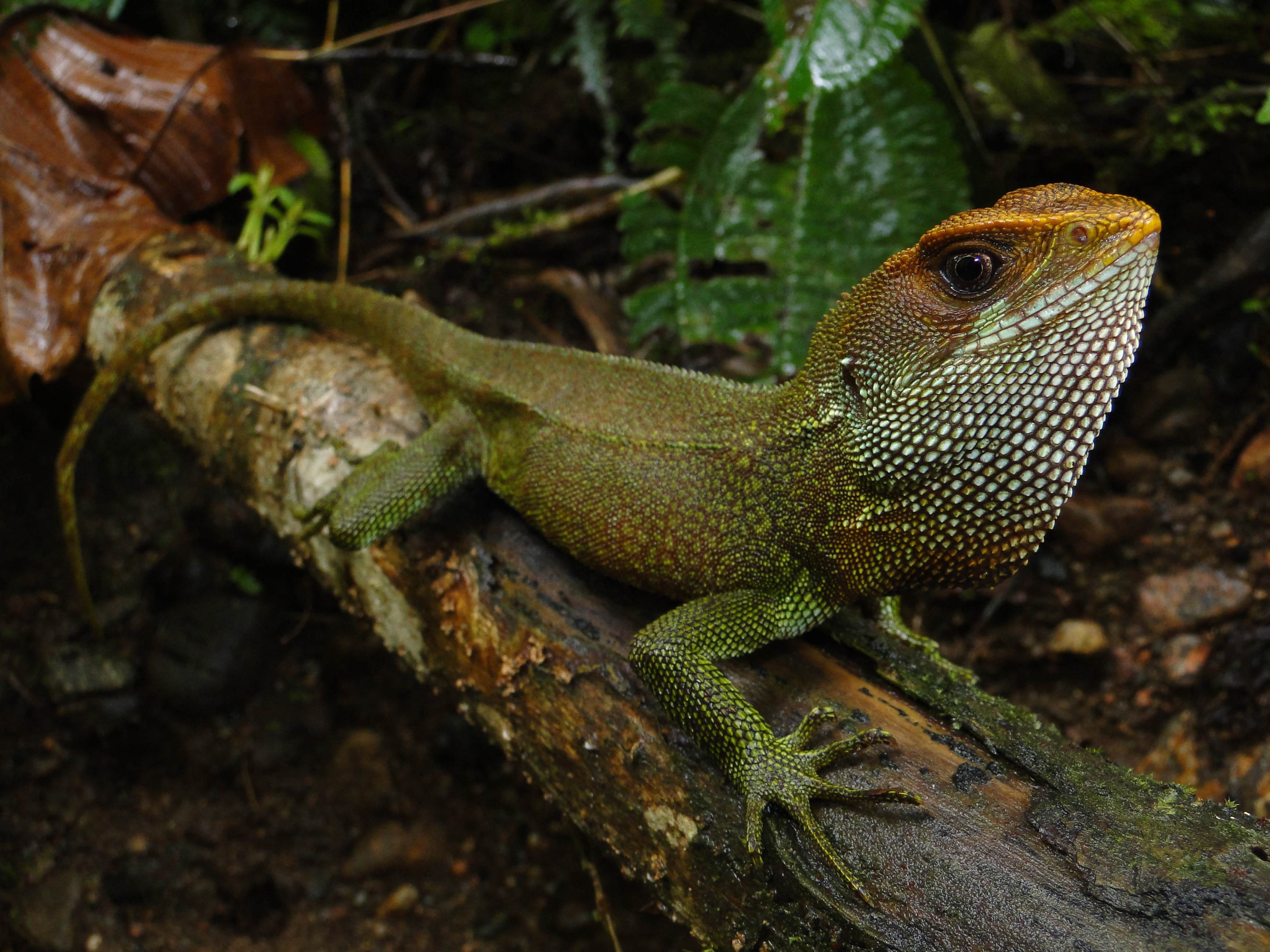 O nouă specie de șopârlă descoperită în Peru a fost denumită după solistul trupei heavy metal Iron Maiden