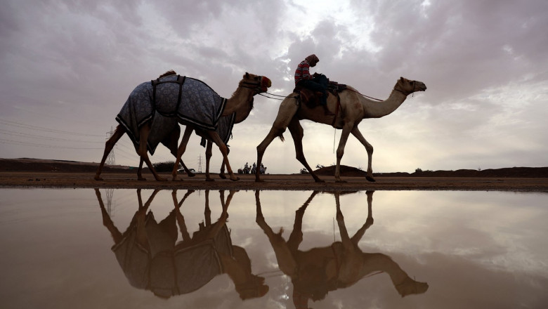 camile in desert langa o balta cu apa