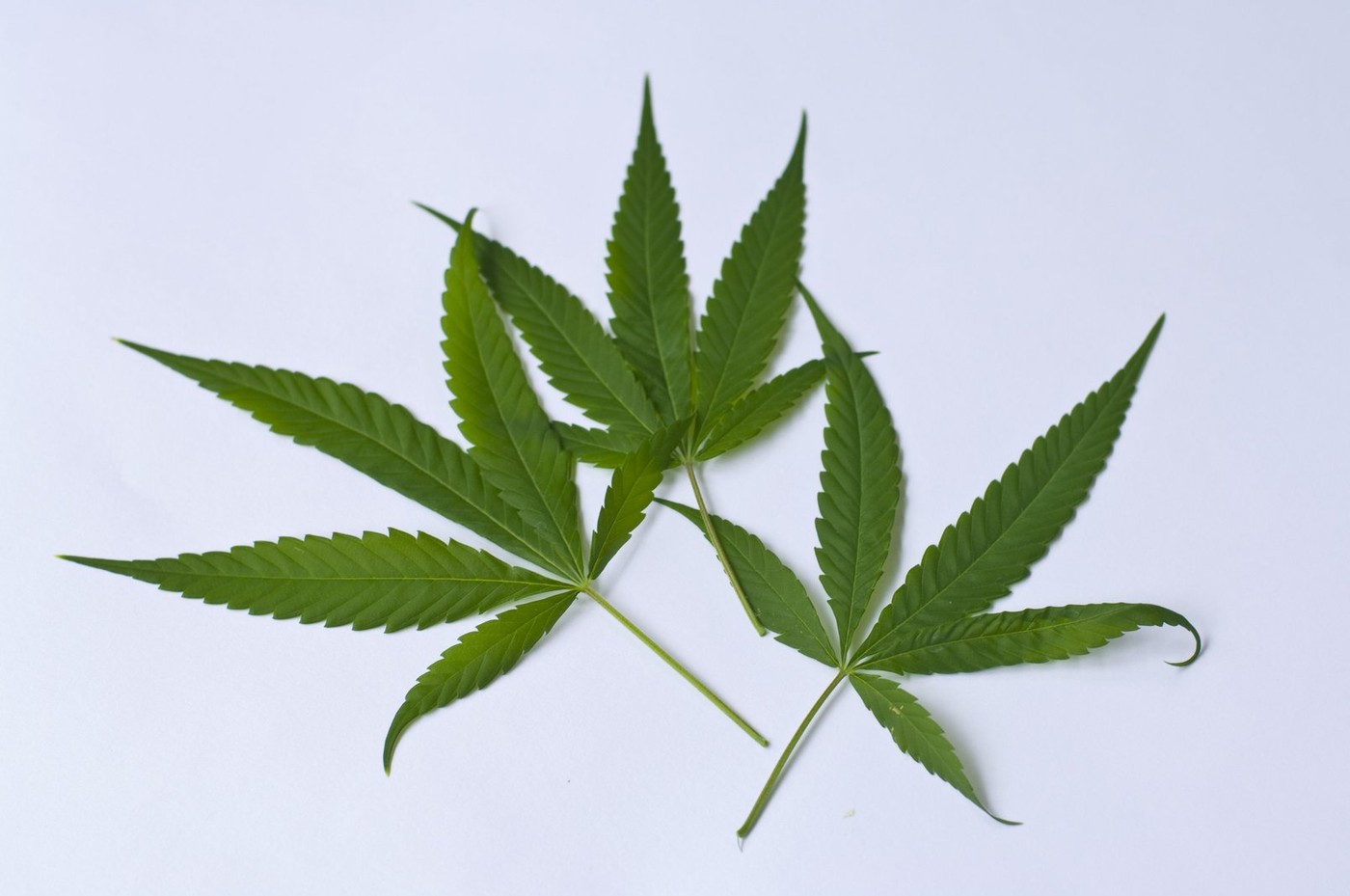 Ucraina a legalizat consumul de canabis în scop medical