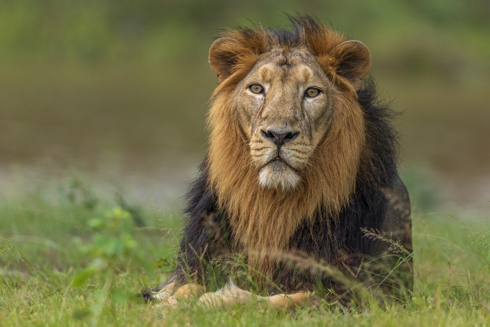 Un bărbat a vrut să-și facă un selfie reușit cu un leu și a intrat în cușca lui, iar animalul l-a sfâșiat